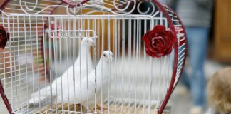 witte duiven trouwen